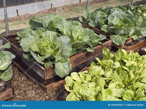 Raised Bed Pallet Vegetable Garden Stock Image - Image of organic, leaf: 105445361