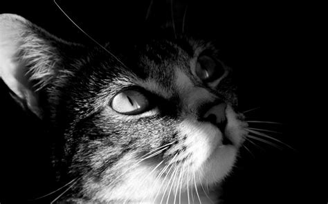 Wallpaper 1920x1200 Px Hewan Kucing Dekat Grayscale Naik