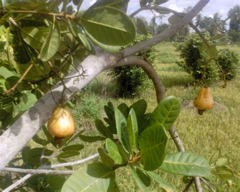 buah buahan sukanegeri jambu monyet sukanegeri