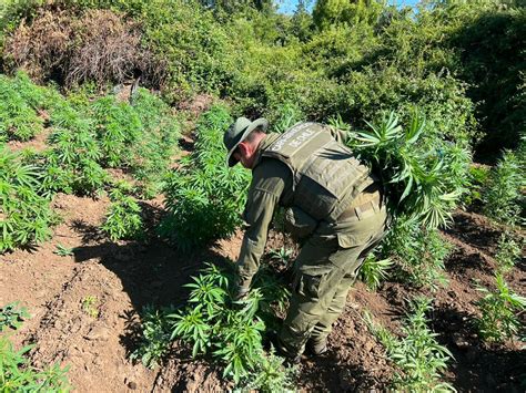 Incautan 3590 Plantas De Cannabis Sativa En Predio Forestal De Yungay