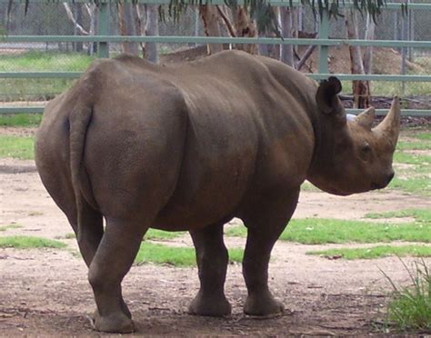 IUCN Declares West African Black Rhino Extinct | News | SDG Knowledge ...