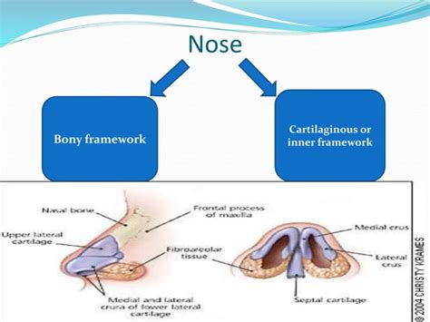 Nose & sense of smell | PPT