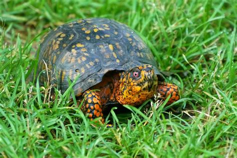Box Turtle In Wild at Carol Hilburn blog