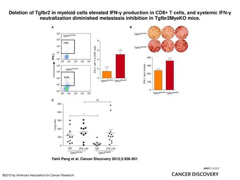 Deletion Of Tgfbr In Myeloid Cells Elevated Ifn Production In Cd T