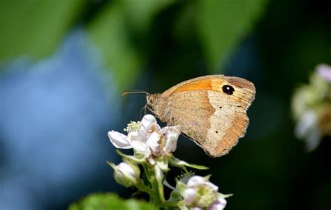 Borboleta Grande Olho De Boi Foto Gratuita No Pixabay Pixabay