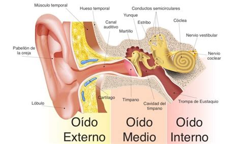 As Foto Hundimiento Todo Sobre El Sentido Del Oido Lucha Ojalá Hardware