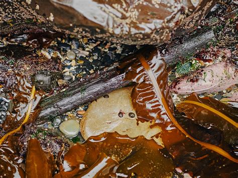 Legendary Spanish galleon shipwreck discovered on Oregon coast