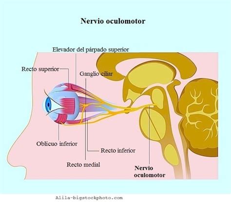 Neuritis óptica clasificación causas y síntomas