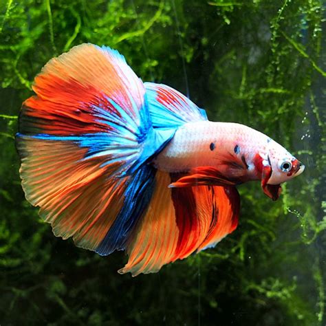 Kampffisch Halfmoon Fancy Nemo Betta Splendens Aquapro