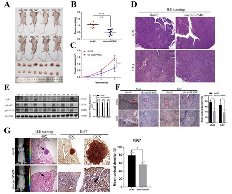 Molecular Cancer Circsparc通过jakstat信号通路促进结直肠癌的发生发展 Circrna论坛