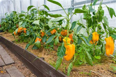 12 Tips For Growing Peppers To Maximize Your Harvest Diy And Crafts