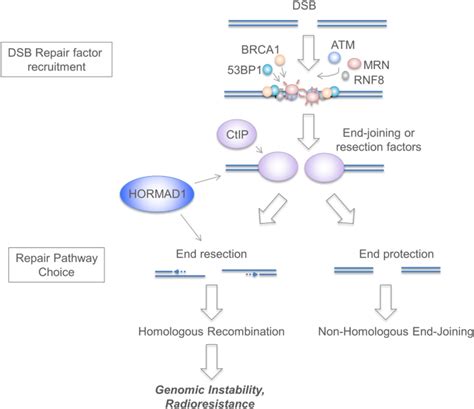 The Cancer Testes Ct Antigen Hormad Promotes Homologous