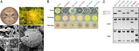 Sexual Reproduction And Mating Typemediated Strain Development In The Penicillin Producing