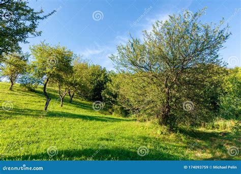 Apple Orchard On The Hill In Evening Light Stock Image Image Of