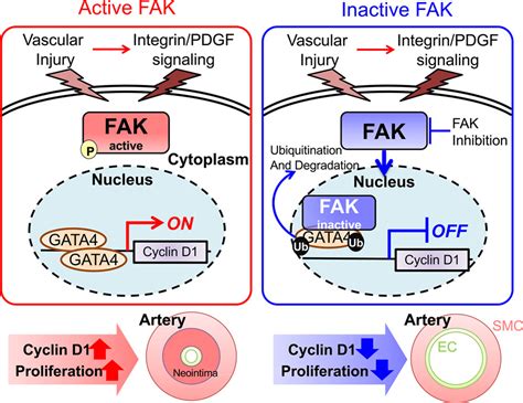 Nuclear Focal Adhesion Kinase Controls Vascular Smooth Muscle Cell