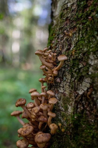 Hongos de miel que crecen en el tronco de un árbol cubierto de musgo