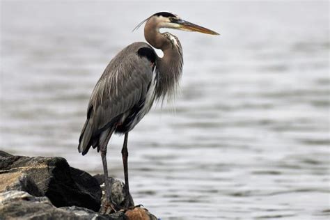 Aves Bico Grande Tipos Nomes E Fotos