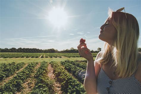 Süße Früchte zum Selberpflücken Sieben schöne Erdbeerfelder in und um