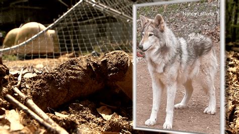 This Is War Bear Smashes Pen Kills Wolfdog At Buncombe County