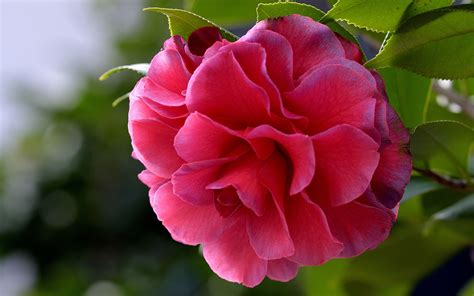 Red camellia flower Wallpaper | 1920x1200 resolution wallpaper download ...