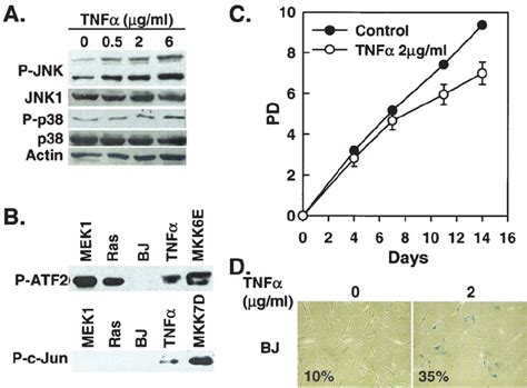 Tnf Induces Senescence In Bj Cells A Western Blot Analysis Of Bj