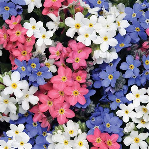 Mixed Pastel Forget Me Not Seeds Welldales