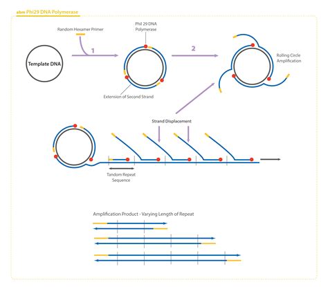 Phi Dna Polymerase