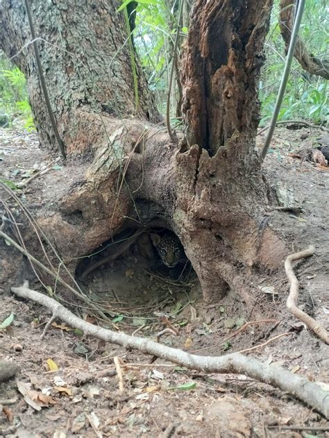 Nacieron dos yaguaretés en Parque Nacional Iberá Reconquista Digital