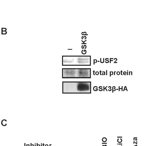 Gsk3b Mediated Phosphorylation Occurs In Two Usf2 Domains A