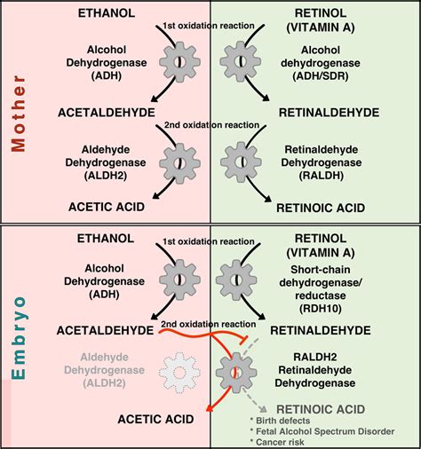 Biochemical Competition Between Ethanol Detoxification And Retinoic