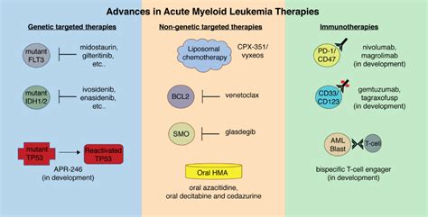 Promising New Therapies For Acute Myeloid Leukemia Ask The Nurse Expert