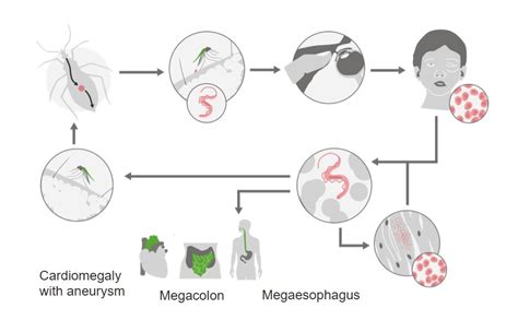 Trypanosoma Cruzi Life Cycle