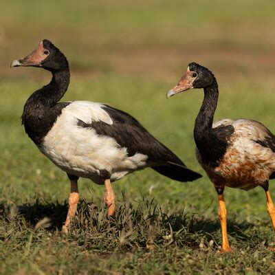 Magpie Goose (Anseranas semipalmata) :: BirdWeather