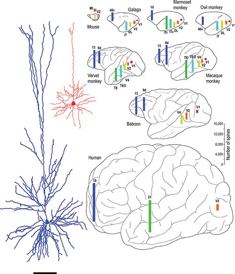 Frontiers Pyramidal Cell Development Postnatal Spinogenesis