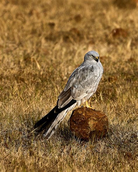 Why Harriers are One of the Most Fascinating Birds?