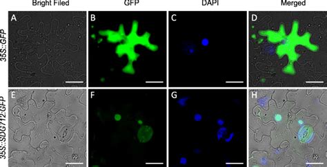 Subcellular Localization Assay Of Sdg Protein Ad The Transient