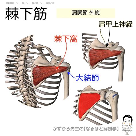 棘下筋の起始・停止・支配神経（infraspinatus）暗記用画像付き 徹底的解剖学（かずひろ先生 解剖学）