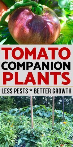 The Best Tomato Companion Plants For Your Vegetable Garden Tomato