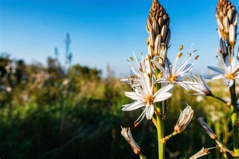 Asphodel Flower Meaning, Symbolism, and Uses - Petal Republic