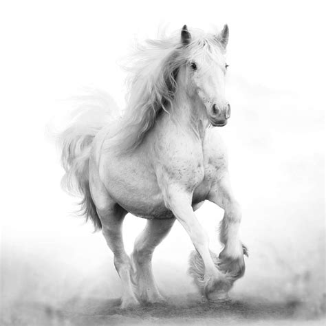 Shire Horse Wallpapers - Top Free Shire Horse Backgrounds - WallpaperAccess