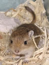 Gerbil Colors - Welcome to the gerbil Website