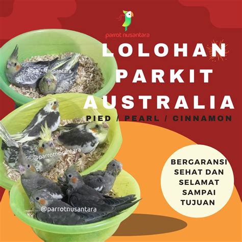 Jual Burung Parrot Anakan Lolohan Parkit Australia Falk Jinak Shopee