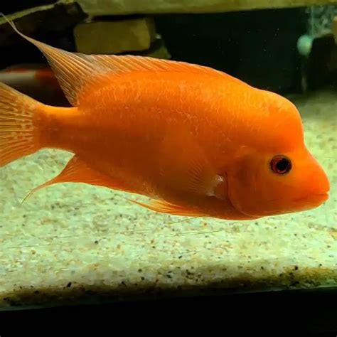 Red Devil Cichlid: Size, Tank Mates & Aggression Care Guide