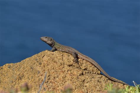 Free Download Hd Wallpaper Lizard Canary Islands Animal Reptile