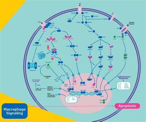 Multiplexing Inflammation Signaling Pathways Milliplex Assays