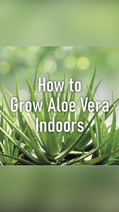 Aloe Vera Plant Care Guide Artofit