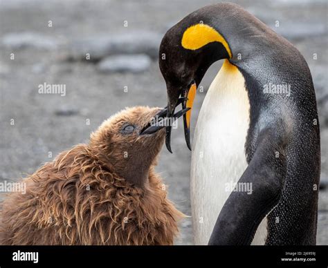 Pingüino rey Aptenodytes patagonicus adulto que alimenta a un