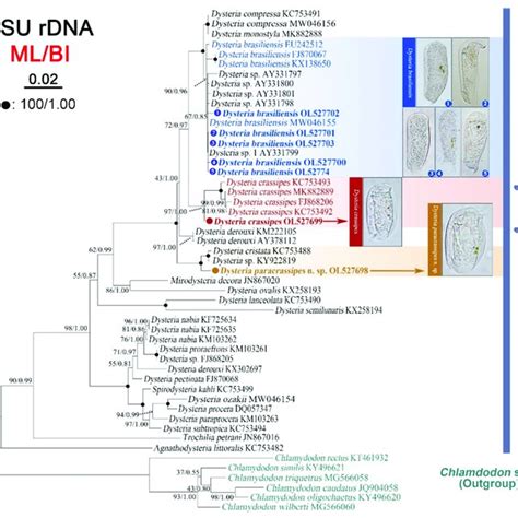 Maximum Likelihood ML Tree Inferred From SSU RDNA Sequences Showing