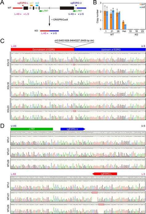 Human Rnase P Taqman Copy Number Reference Assays Thermo Fisher Bioz