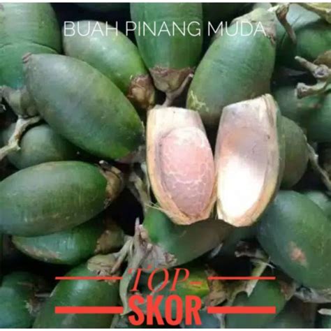 Jual Buah Pinang Muda Segar Buah Pinang Jambe Buah Pinang Muda 1 Kg